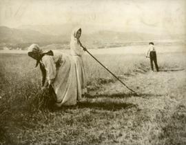 Cutting Oats, Ingonish Ferry